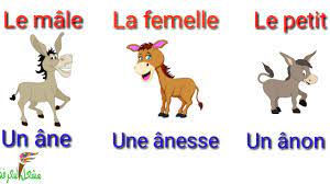 Couple d animaux et leur petit. Les Animaux Le Male La Femelle Le Petit Et Leur Cris Youtube