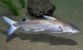 Permainan tembak ikan ini sebenarnya sudah ada di indonesia jauh sebelum pertama kali meluncurkan judi online ini di indonesia. Ikan Mayong In English