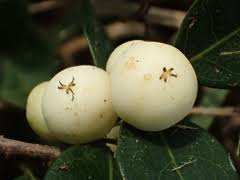 Image result for Equilabium selukwense