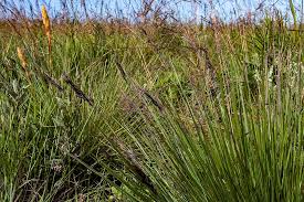 Image result for Loudetia simplex