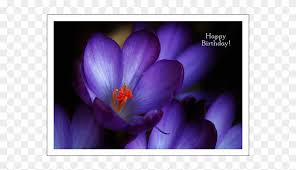 Check spelling or type a new query. Purple Crocus Happy Birthday Happy Birthday Purple Flowers Clipart 3599294 Pikpng