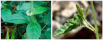 Image result for Tragia rupestris