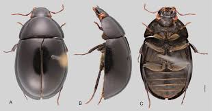 Expatica is the international community's online home away from home. The Acidocerinae Coleoptera Hydrophilidae Taxonomy Classification And Catalog Of Species