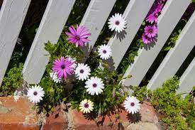 Find images of african daisy. Osteospermum African Daisies Care Growing Horticulture