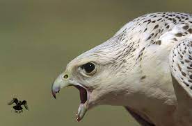 انواع الصقور صقر الجير وانواعه بالصور البرية