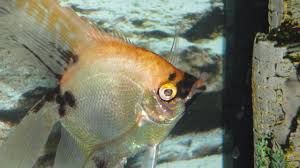 Angel Fish Has A Wart Growth On Its Nose My Aquarium Club