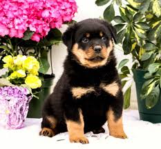 Health concerns for the rottweiler are very similar to other large or giant dog breeds, starting with joint problems. Raven Rottweiler Puppy For Sale In Quarryville Pa Happy Valentines Day Happyvalentinesday2016i
