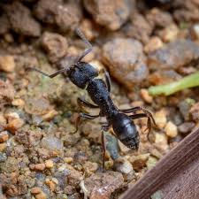 Image result for Odontosoria afra