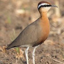 Profile for The Coursers