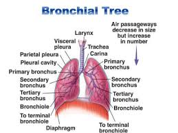Hronchial Tree And Lungs Google Search