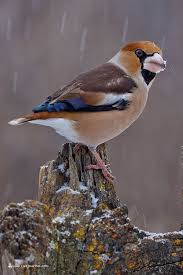 Durbec Picogordo Coccothraustes Coccothraustes Hawfinch Gros Bec Kernbeisser Kernbeisser Vogel Im Garten Heimische Vogel
