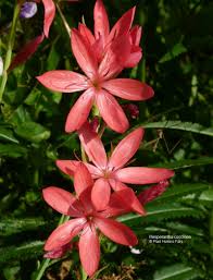 Image result for Hesperantha petitiana