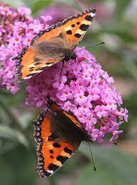 Buddleja Pink Delight Butterfly Bush Butterfly Bush Plants Buy Butterflies
