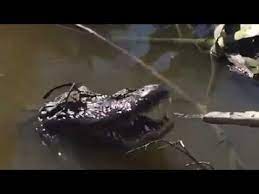 Maybe you would like to learn more about one of these? Cool American Alligator Alligator Missipiensis Not A Crocodile Mp4 Youtube