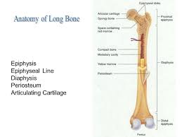 The epiphyseal plate is a plate of hyaline cartilage found in bones that are growing in length. Bone Physiology Ppt Download
