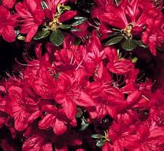 Azalea Stewartstonian Rhododendron Stewartstonian Azaleas Plants Planting Flowers
