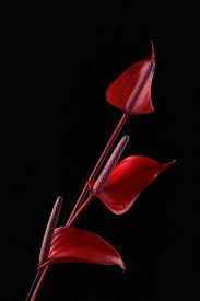 Red Anthurium 3 Plz View Larger Anthurium Anthurium Flower Smartphone Wallpaper