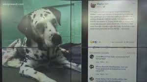 These dogs will flourish with patient adopters providing gentle guidance and confidence building. Surrendering Pets To Shelters What You Need To Know Wfmynews2 Com