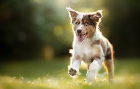A competitive bay area wage and comprehensive benefits plan to include medical/dental, 401k, paid time off, scrub allowance, in… Meyer Veterinary Clinic Home Facebook