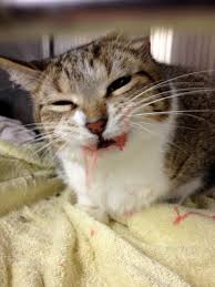 This is not uncommon and merely. Cat Drooling After Medicine Virtuavet