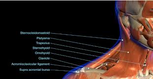 The most common case has no obvious cause, and the pain and difficulty with turning the head usually goes away after a few days, even without tre. Le Torticolis Kinesitherapie Conseils Sport Fitness Bien Etre