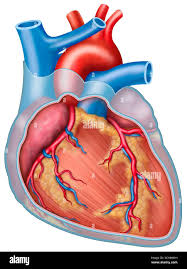 Image result for Pericardium