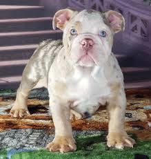 All of our english bulldog puppies for sale are raised by and with our family and around our children in our home. Pin On Prikoly I Milashki