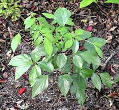 Image result for Gonatopus clavatus