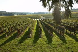 vignes au soleil chateau pey la tour bordeaux vignoble dourthe www dourthe com 牧草