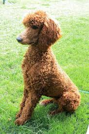 It's actually not that difficult to spice up short hair and bring new life … 140 Poodle Haircuts Your Pet Will Definitely Love