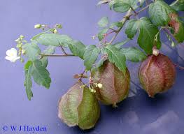 Image result for Cardiospermum