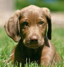 Browse search results for lab mix puppies pets and animals for sale in washington. Cute Puppy Pictures Pupfolio Dailypuppy Com Weimaraner Labrador Dog Pictures Cute Puppies
