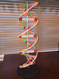 894955a6f76760a6508bed98043b309a Jpg 736 981 Dna Model Project Dna Project Dna Model