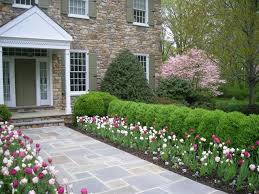 Tulip Front Yard Garden Front Of House Front House Landscaping Front Yard Flowers