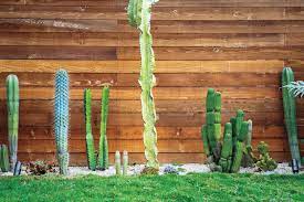 How to transplant a cactus. Our Guide To Cactus Gardening Basics Sunset Magazine