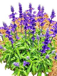 Image result for Sebaea microphylla