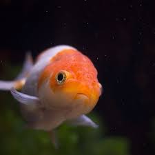 Goldfish Prince Goldfish Fish Beautiful Fish