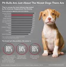 Why Its Ridiculous People Still Think Pit Bulls Are