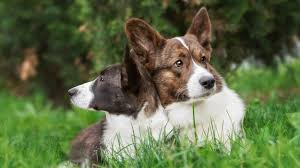 Bees butterflies hummingbirds moths songbirds resistance to challenges: My Dog Ate A Slug Will He Be Okay