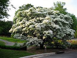 Chionanthus Retusus The Chinese Fringe Tree I Got To Work Today And Noticed This Bag Fringe Tree Flowering Trees White Gardens