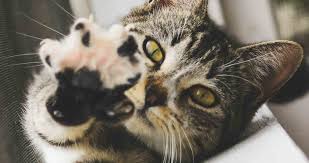 If one parent has extra toes, there is a 50 percent chance the kitten will have it as well. Polydactyl Cats Facts About Polydactyl Cats That Will Amaze You