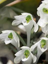 Image result for Diaphananthe