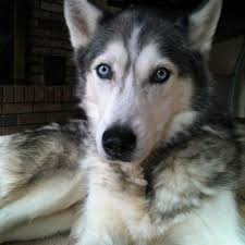 Keeping Pets Cool In Summer Room With Closed Curtains Plenty Of Water Available Cool Floor Shaded Tiled Floor Ensure Shad Husky Pics Siberian Husky Husky Dogs