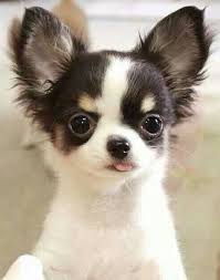 Long haired chihuahuas may be tiny, but obviously, these steps are only possible if you get your long haired chihuahua when it is a puppy. This Is Fizzy She Is Weird And Silly She Is Hyper And Loves To Run Around And Play With Other Pups Cute Dogs Chihuahua Puppies Dog Breeds