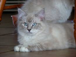 They share the same mother and father, only 3 litters apart. Sasha Blue Mitted Lynx Ragdoll Cat Ragdoll Kitten Ragdoll Cat Baby Cats