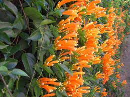 Image result for Pyrostegia