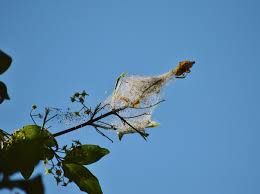 Passion fruit vine leaves yellowing (chlorosis). Web Spinning Caterpillars What Are They And How Do You Manage Them Phoenix Landscape