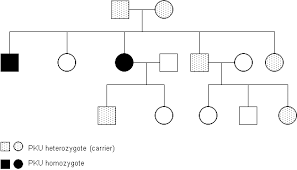 Example Of A Pedigree Showing An Autosomal Recessive