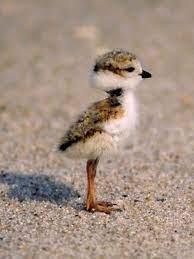 Apr 16, 2021 · the baby fox they spawn will automatically be tamed, but will follow its parents until you lead it away. Pin By Aida Linares On So Cute Cute Animals Pet Birds Animals
