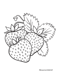Contoh gambar sel hewan dan tumbuhan sketsa spesial. Mewarnai Gambar Buah Strawberry Dunia Mewarnai